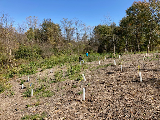 A chilly november field full of tree protection tubes every ten feet or so